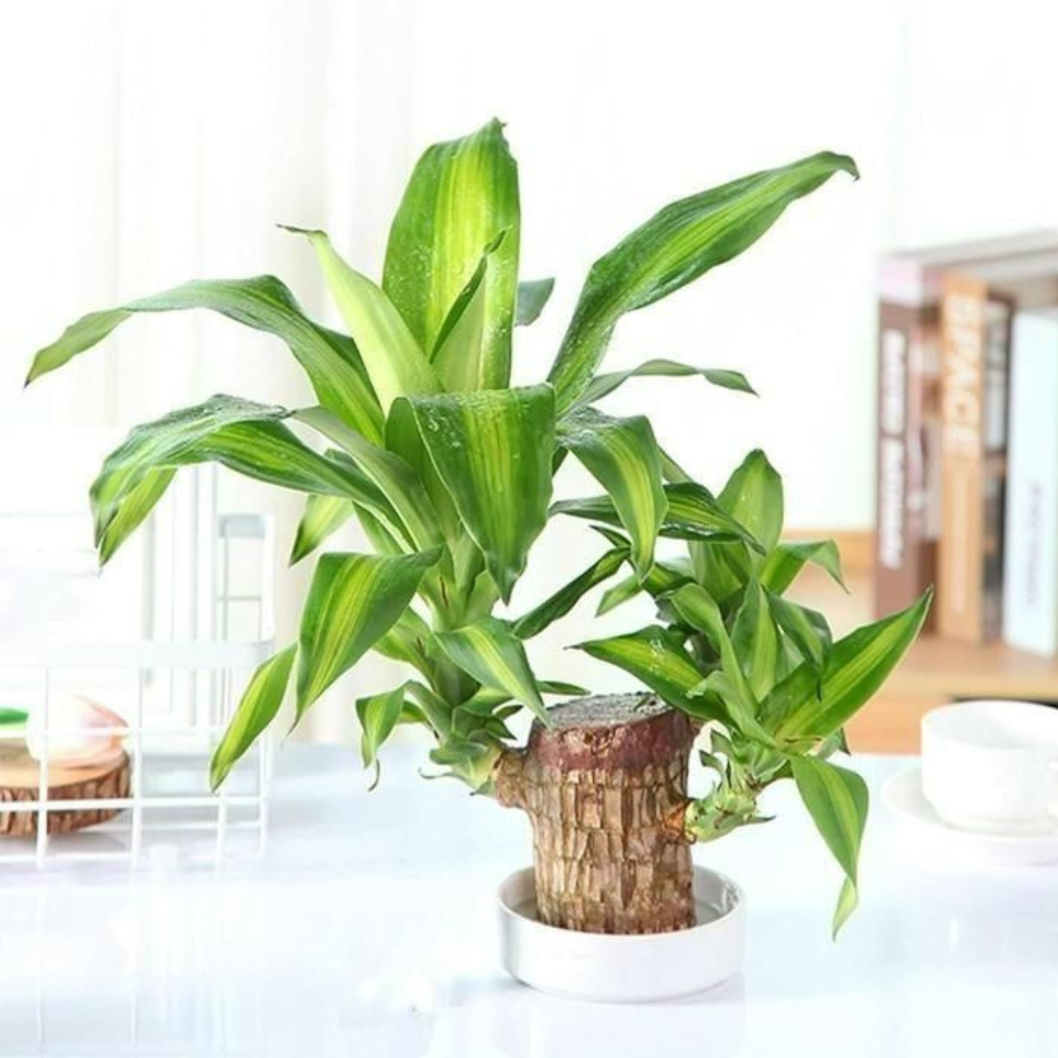 Brazilian Lucky Wood