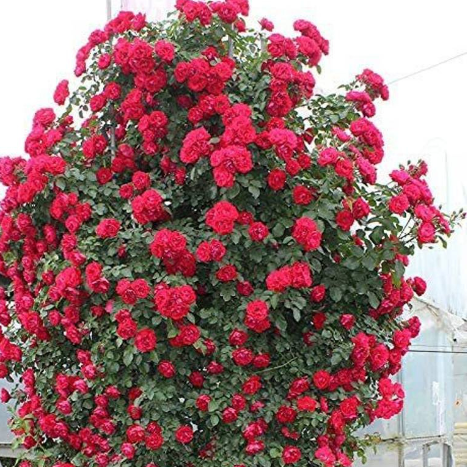 Elegant Climbing Rose Flower Seeds