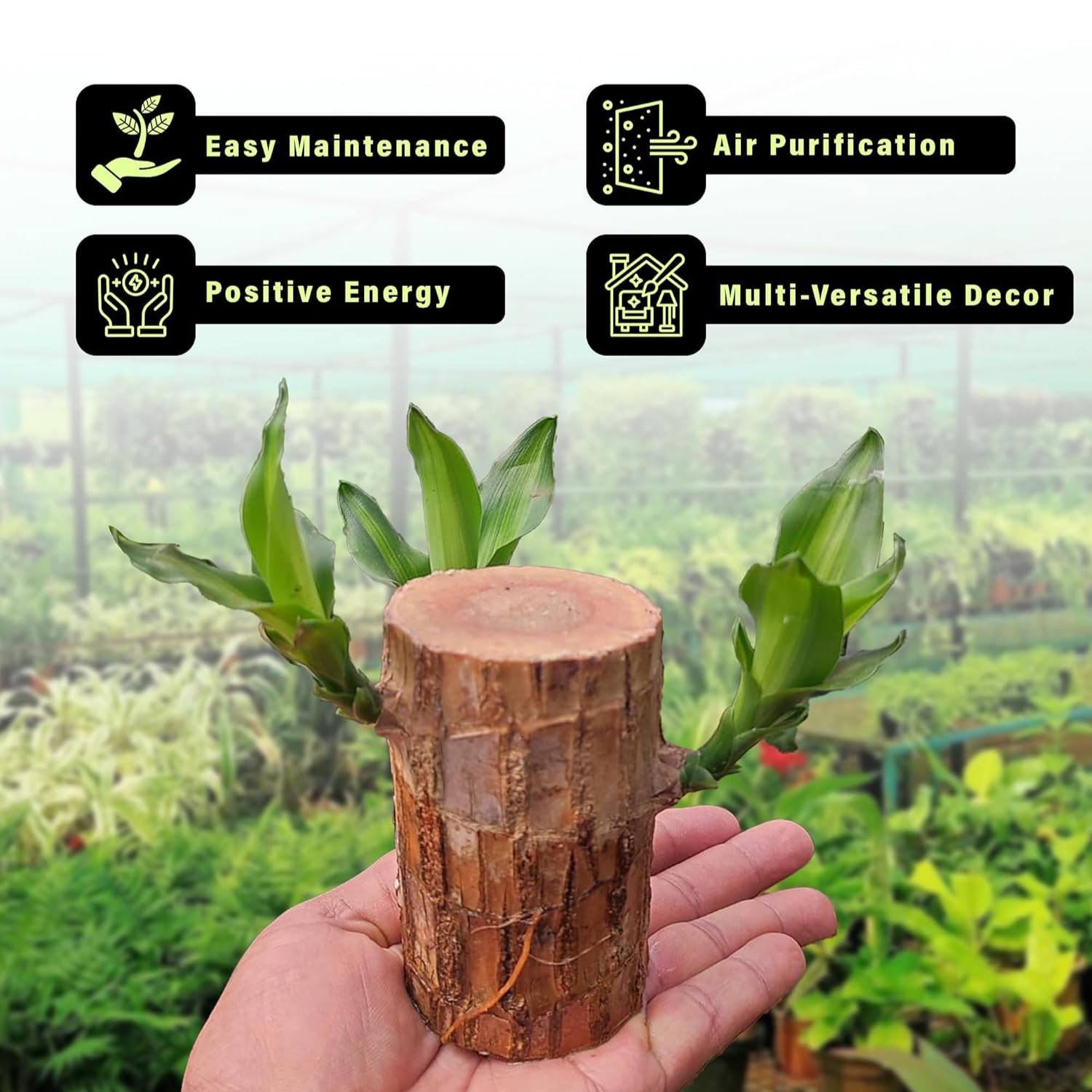 Brazilian Lucky Wood
