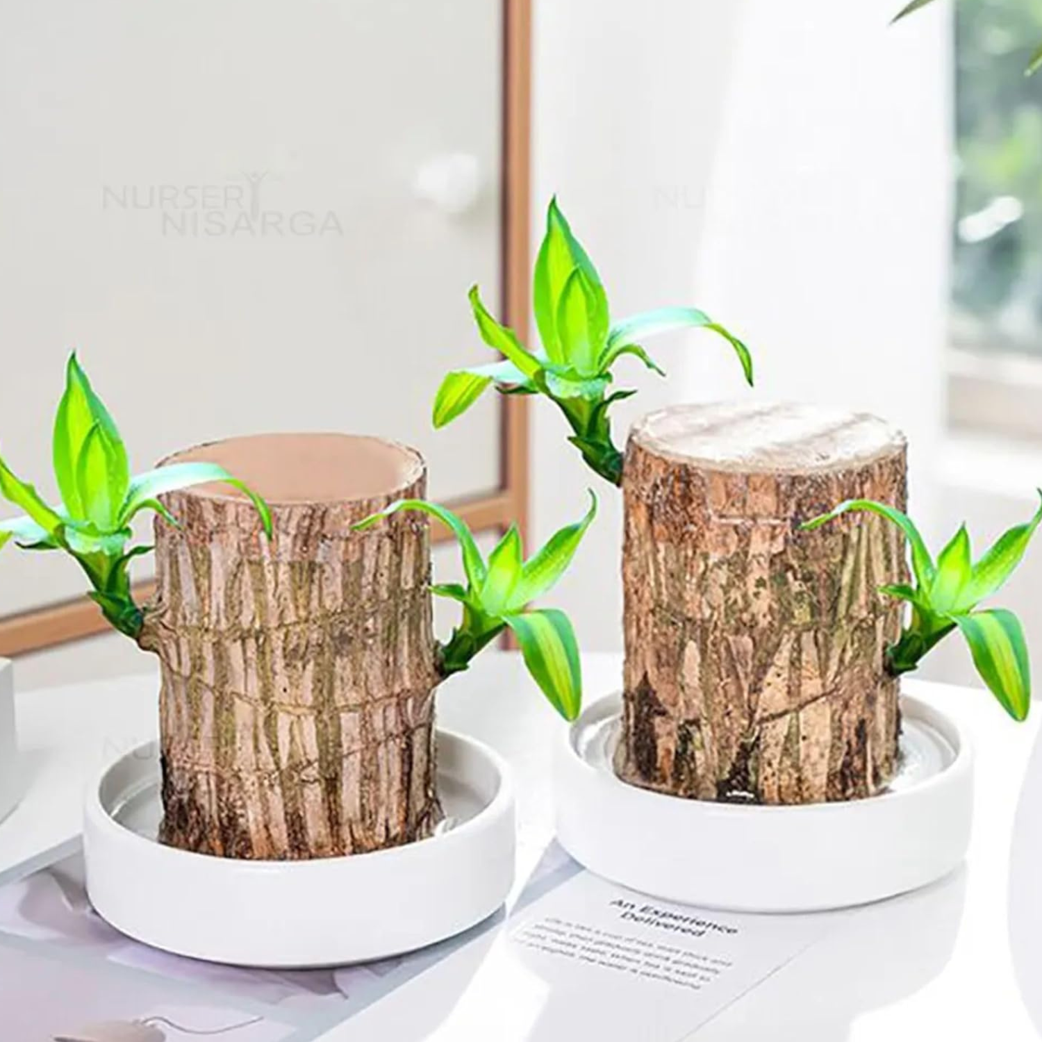 Brazilian Lucky Wood